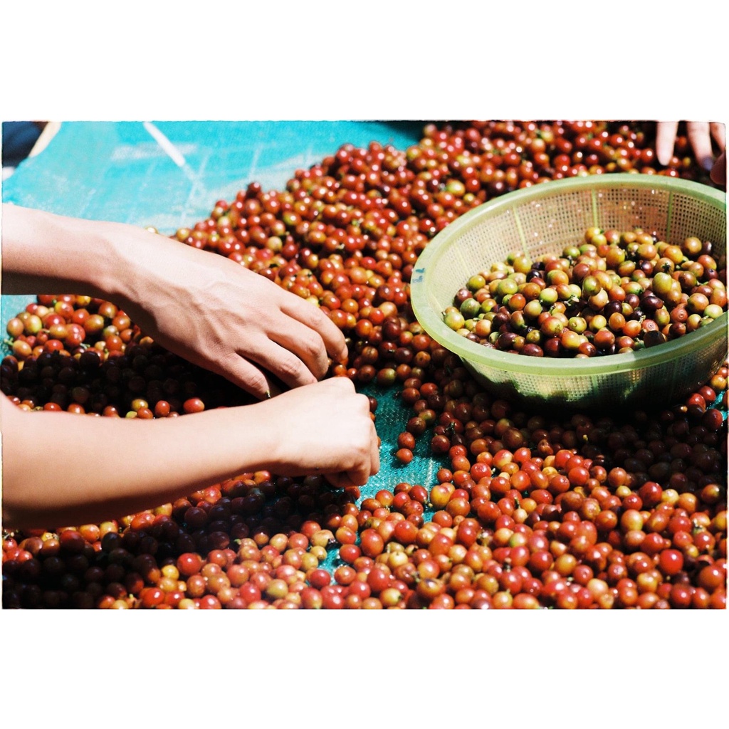 Fine Robusta Cà phê nguyên chất C.O.C Saigon chuyên pha phin, pha máy, pour over