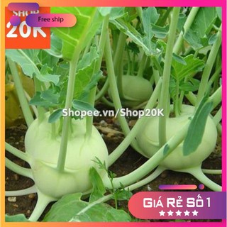 Hạt giống Su hào xanh