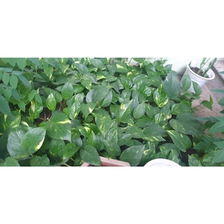 5 Cây giống trầu bà vằn