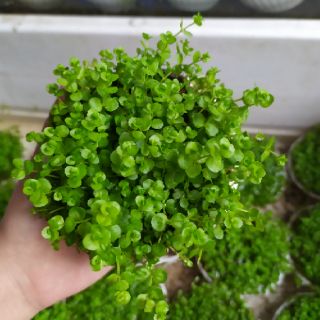 Cây thủy sinh Trân Châu