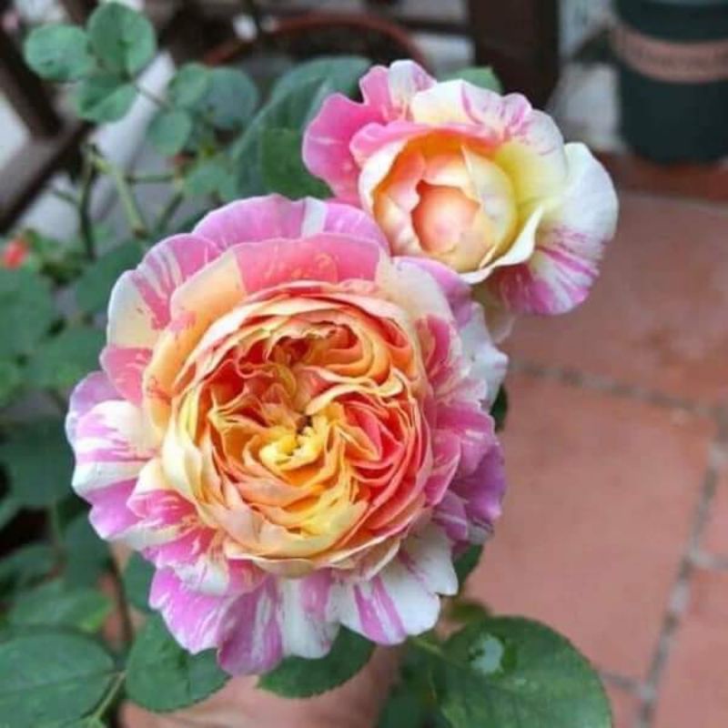 Cây hoa hồng ngoại Claude Monet Rose hoa to, nở bền , sai hoa