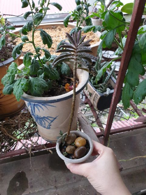 Cây thằn lằn/xương cá- Kalanchoe delagoensis/kalanchoe houghtonii