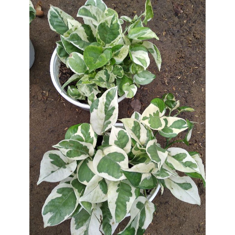 Trầu bà Ngọc thủy