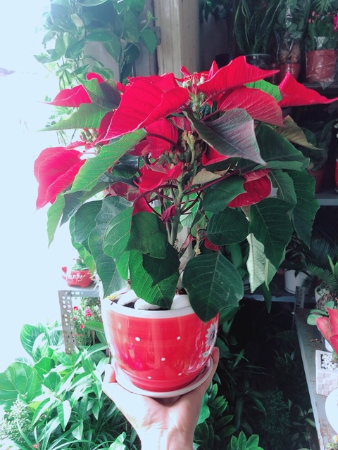 Chậu Cây Trạng Nguyên