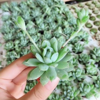 Sen đá xinh nhiều mẫu tự chọn