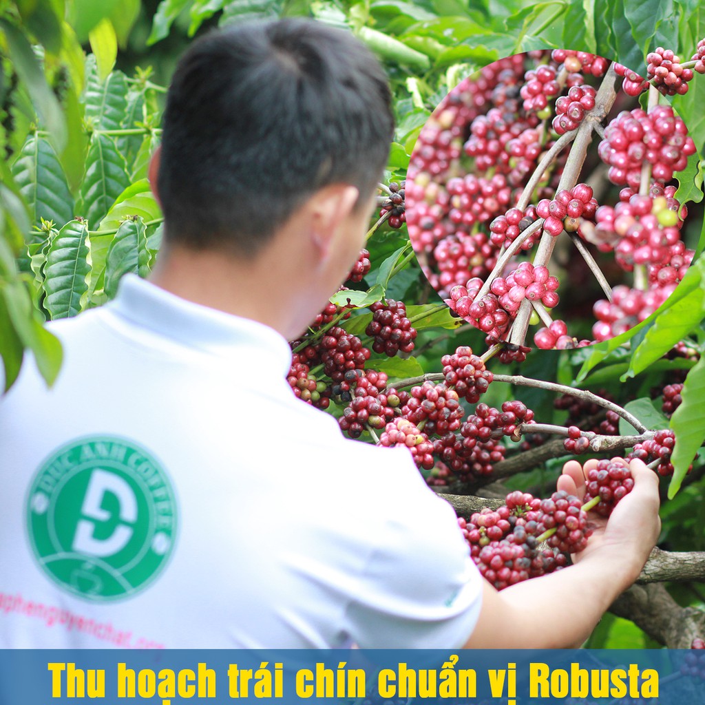 [giá sỉ cho quán] 5kg/10kg Cà Phê Robusta Rang Mộc Nguyên Chất Bột/ Hạt - đậm đắng, cafein cao hậu ngọt - cà phê Đức Anh