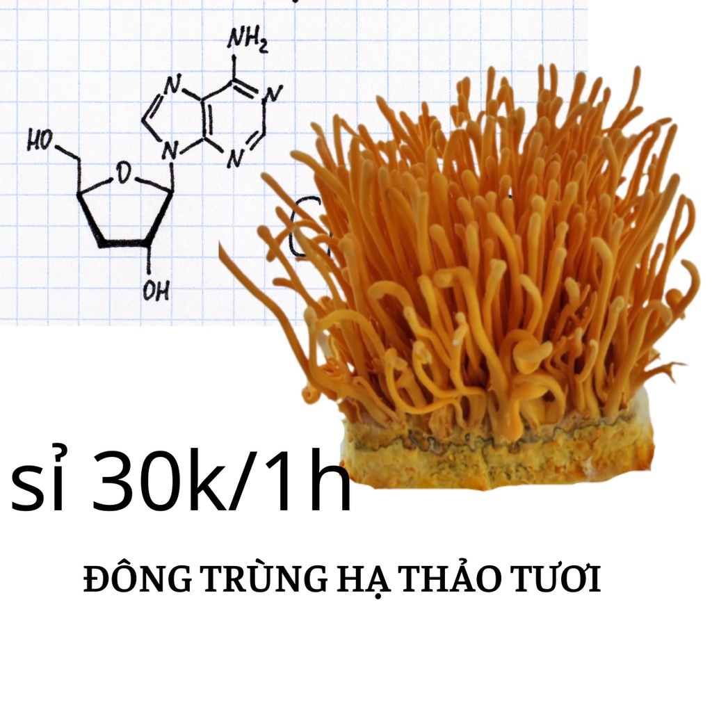 Đông trùng hạ thảo tươi 200gr