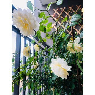 GIÀN LEO XẾP GỌN 60* 180cm