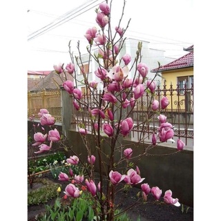 Cây giống Mộc Lan Siêu Nụ
