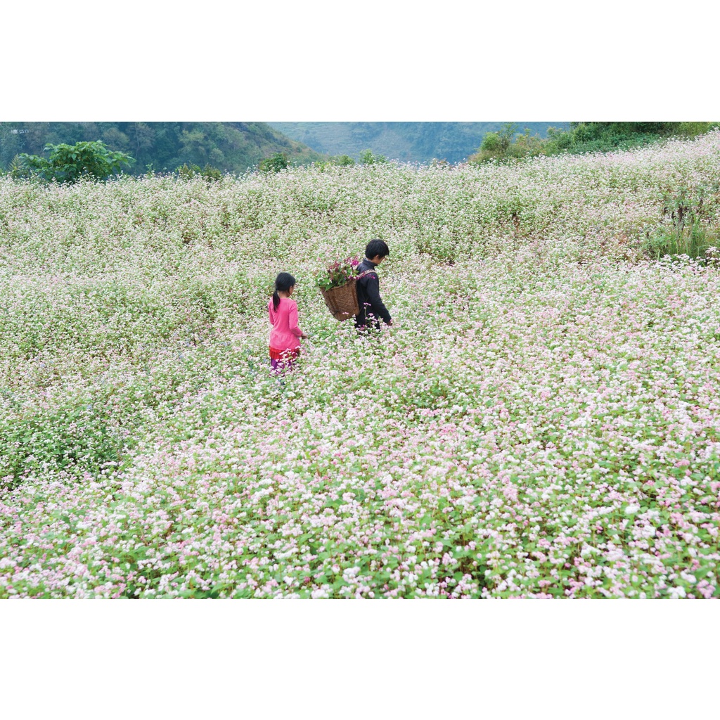 1kg Hạt Giống Hoa Tam Giác Mạch