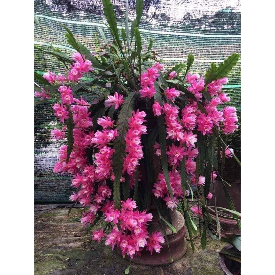 Hoa Đại Nhật Quỳnh có 8 màu ra hoa vào Tết