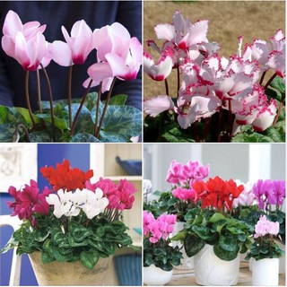 Bộ 3 gói hạt giống Anh thảo Mix Màu