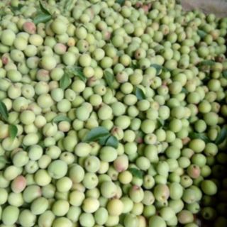 MƠ NGÂM ĐƯỜNG - 2KG