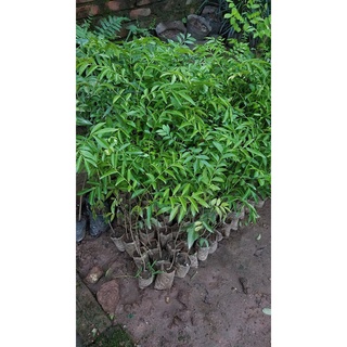 Cây Mắc Mật ăn lá