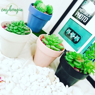 Chậu sứ trồng cây mini 1305