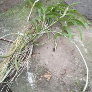 Hoa phong lan Hoàng phi hạc giò thuần vườn