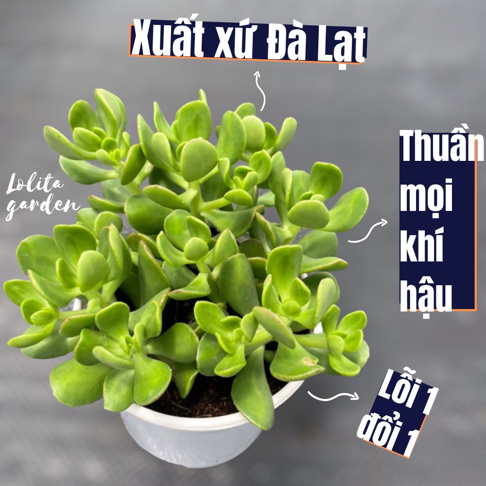 Sen đá thạch bích lá xoăn Đà Lạt size trung bình cây cảnh trang trí nhà cửa Lolita garden