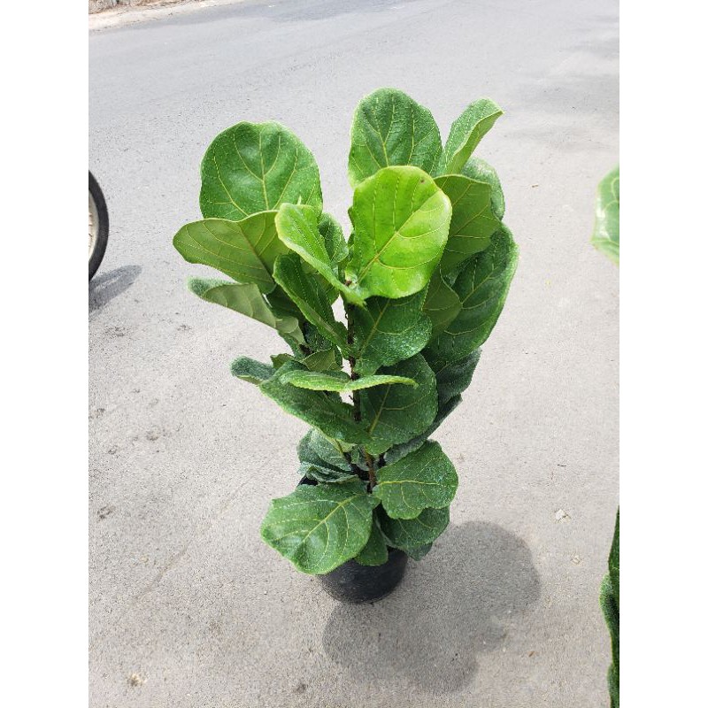 Cây Bàng Singapore  2 ngọn