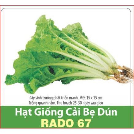 Cải Bẹ Dún Rạng Đông