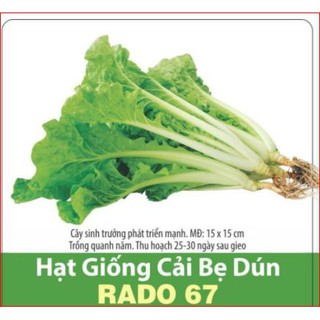 Cải bẹ dún rạng đông