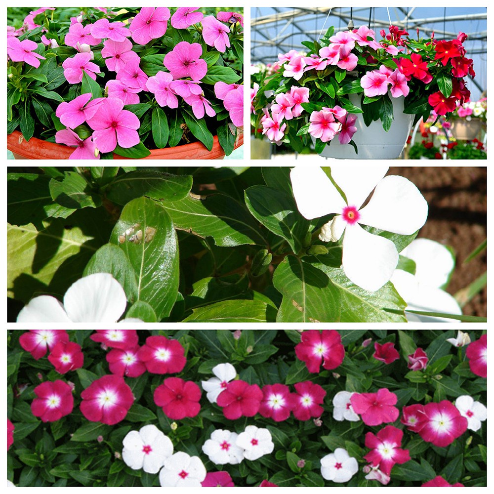 Hạt giống hoa dừa cạn lùn lai F1 nhiều màu đẹp chịu nhiệt 4 mùa tỉ lệ ban công nảy mầm cao 0,03g RADO 856