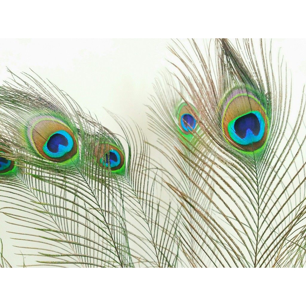 Lông công phong thủy - Lông công trang trí | BigBuy360 - bigbuy360.vn