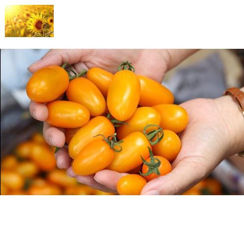 Hạt Giống Cà Chua Bi Vàng (30Hạt)