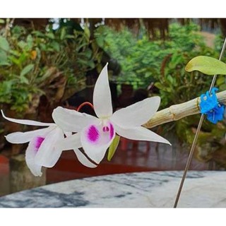 phi điệp 5 cánh trắng YÊN BÁI  (5ct)- hàng gieo hạt - hoa xổ số - hoa siêu đẹp giá rẻ, ĐỘT BIẾN CAO