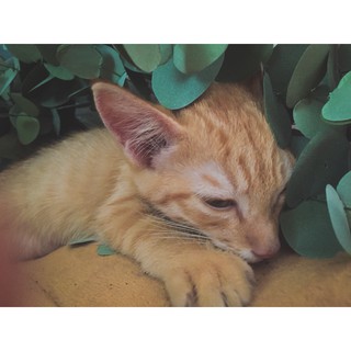 Set lá táo bạc