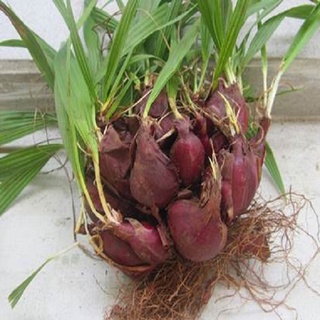Củ giống sâm đại hành thu hái từ rừng tự nhiên