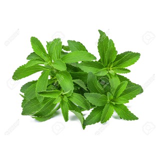 Gói 5 hạt giống Cỏ Ngọt Stevia