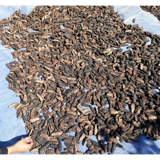 Qủa nhàu phơi khô (nhà trồng sạch sẽ)