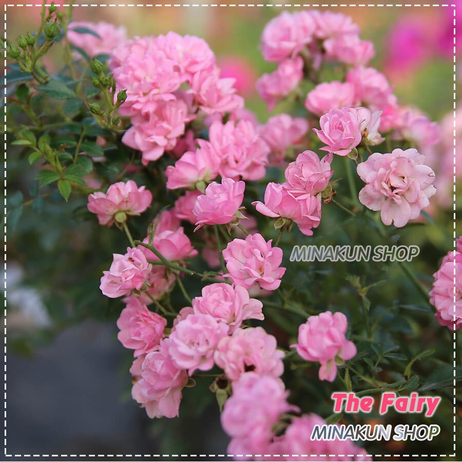 Hoa hồng ngoại The Fairy Rose, hoa chùm hồng phấn cực đẹp - MinaKun Shop