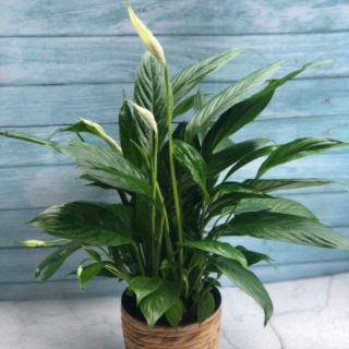 Chậu nhựa bọc lục bình