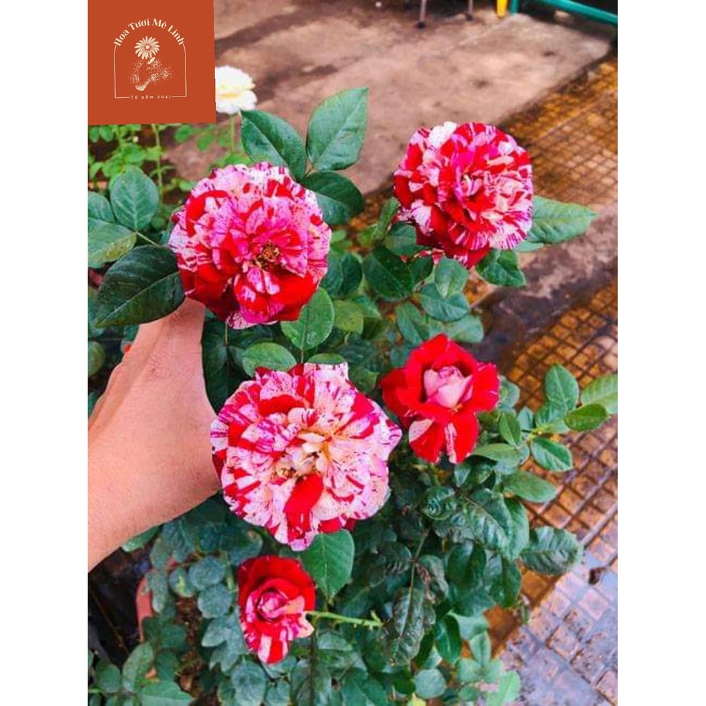 Hoa hồng Bụi Julio Iglesias Hương thơm ngọt ngào đến từ pháp thơ mộng[Hoatuoimelinh]