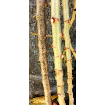 Khúc mì giống 3 loại : cây thân xanh, vàng.,mì gòn.