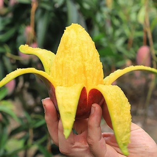 cây xoài tím thái lan