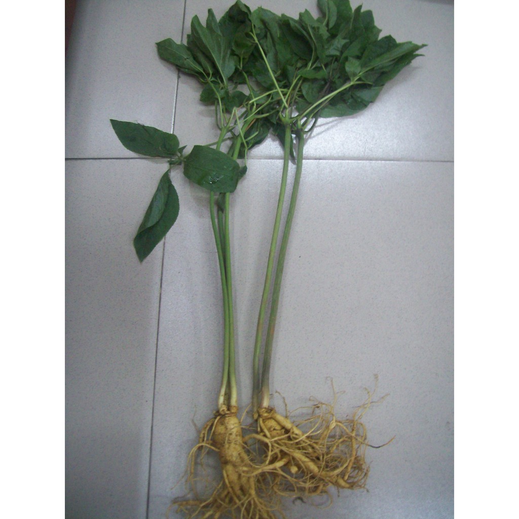 Nhân sâm tươi 6 năm tuổi 6 củ/ Kg-PP bởi Sâm Yến Thái An | BigBuy360 - bigbuy360.vn