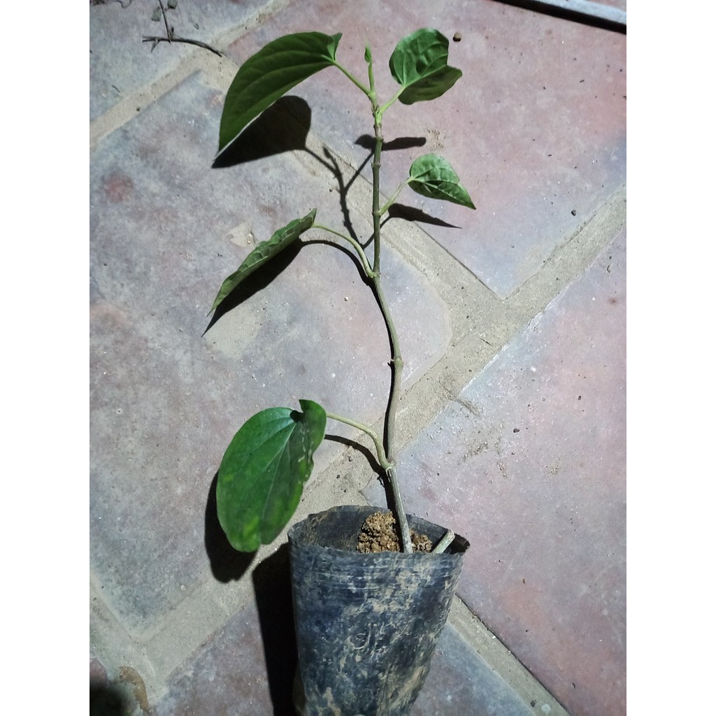 Cây trầu không cây giống