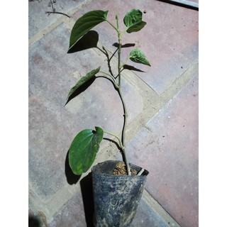 Cây trầu không cây giống