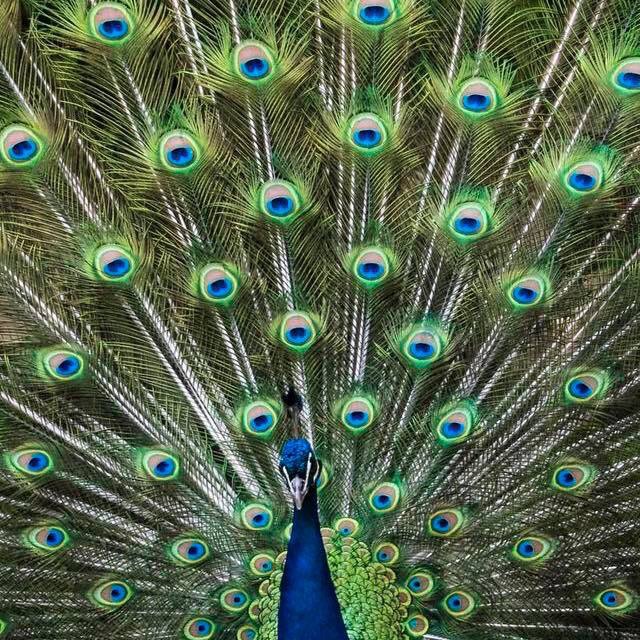 Combo 30c lông công đại cát đại lợi loại to đẹp 65-70cm