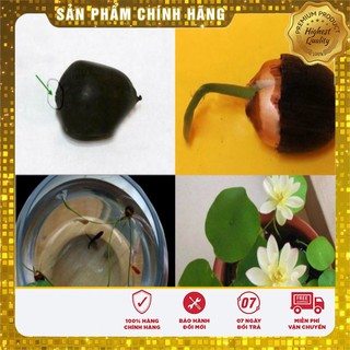 Hạt Giống Sen Mini Nhật LUCKY SEEDS (5 hạt)