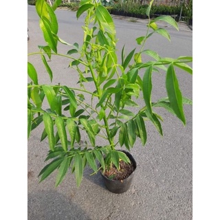 CÂY CÓC THÁI RA QUẢ SIÊU SỚM (kèm ảnh thật)