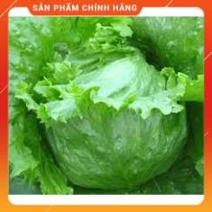 Hạt giống xà lách Mỹ