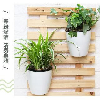 chậu cây móc treo