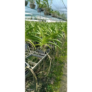 Lan Hải Yến cây đang nụ