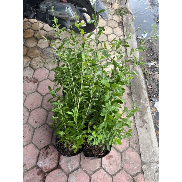 Cây Cúc tần Ấn Độ cây lớn