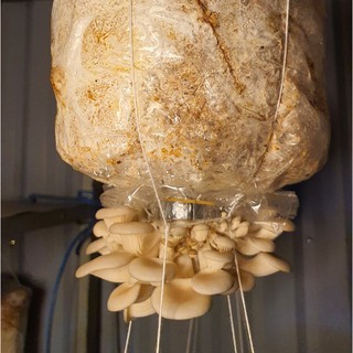 Phôi Nấm Bào Ngư 🍄 cực đễ trồng 🍄 (1 bịch phôi nấm)