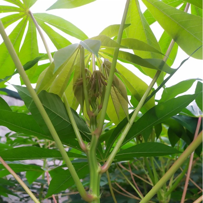 Rau Sắn Muối Chua (1,5kg) Bách Hóa Qfoods - Đặc Sản Phú Thọ - Rau sắn Bà Quy | BigBuy360 - bigbuy360.vn