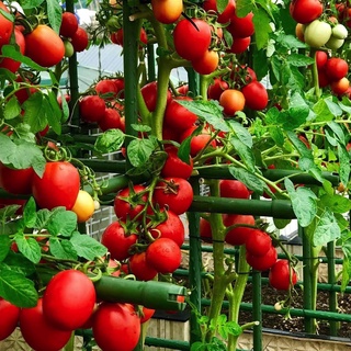 Gói 10 hạt giống cà chua trứng chịu nhiệt - tỷ lệ nãy mầm 95%